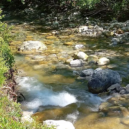 Bjelica